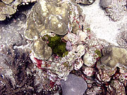 Picture 'Th1_0_2728 Coral, Thailand'